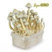 Zauberpilze Grow Kit Albino A+